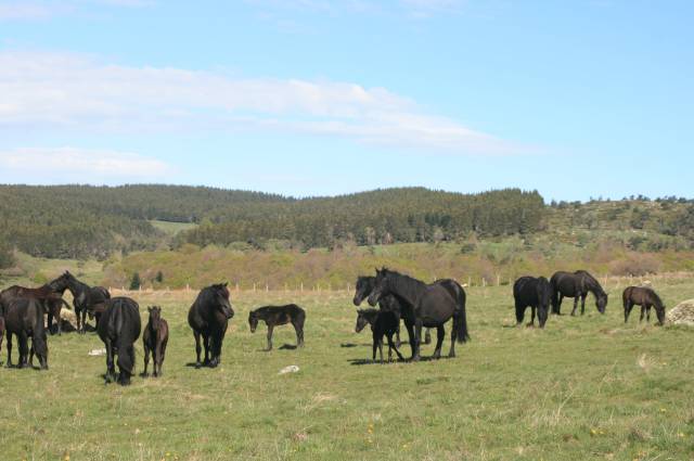 Poulains pouliches mérens