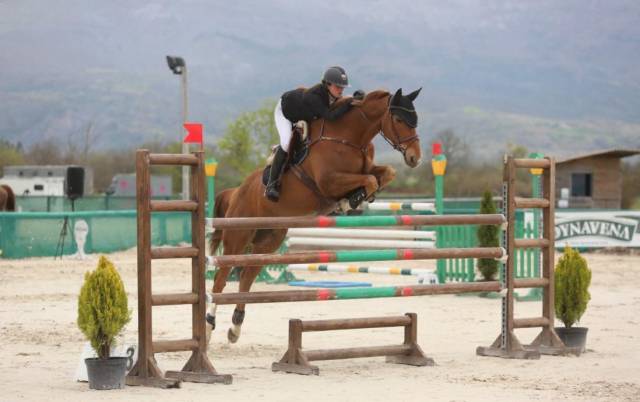 Jument de sport