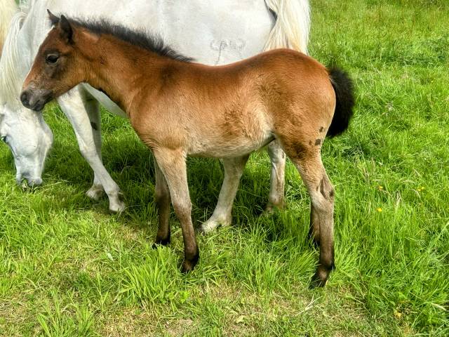 Poulains camargue et croisé