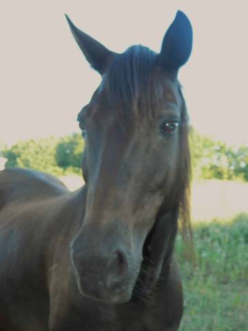 Adoption - diamanté, cheval onc - 21 ans - refuge epona