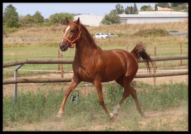 Sibelle ponette 1m47