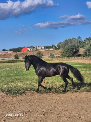 Modrick magnifique poney (1m37) noir