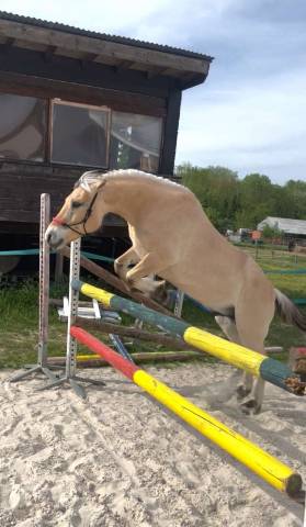 Location poney fjord de 16ans (85)