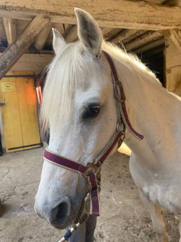 Demi-pension pour un demi poney