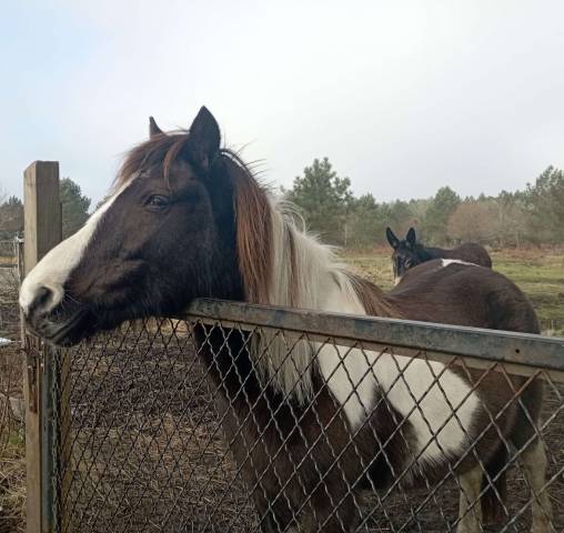 Adoption - pomme, ponette onc - 24 ans - refuge epona