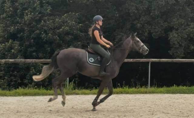 Beau hongre gris 4 ans