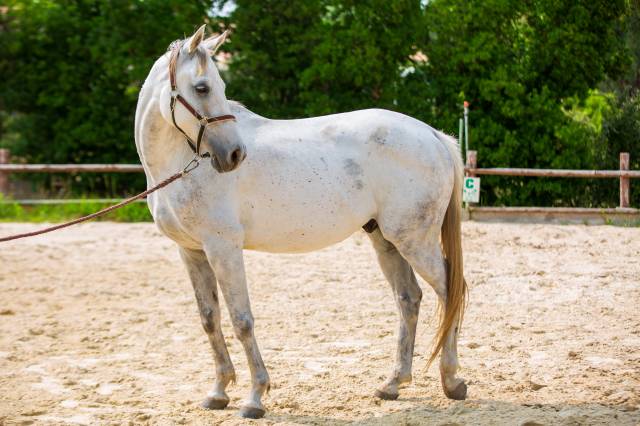 Cheval à vendre