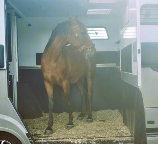 Pure race espagnole pp 3 ans 