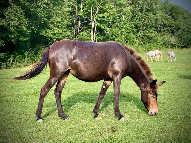 Mule de selle