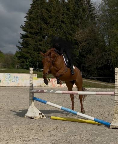 Superbe jument de 12ans