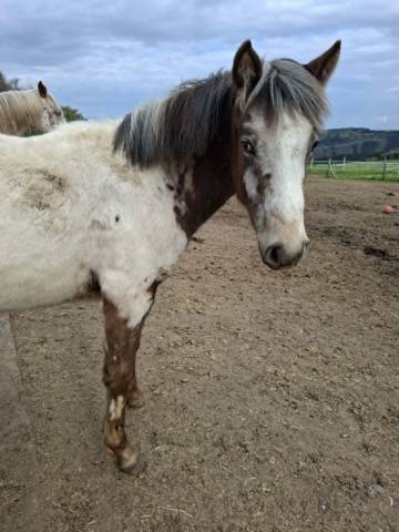 Pouliche pp rbp (croisée appaloosa fondation)
