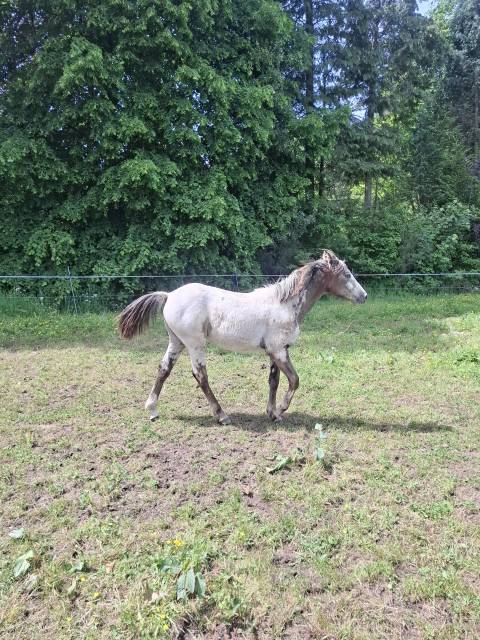 Pouliche pp rbp (croisée appaloosa fondation)