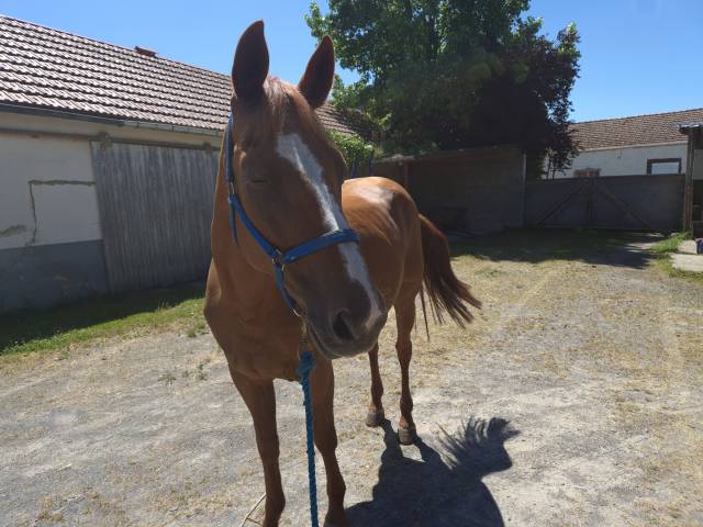 Cheval trotteur de réformes