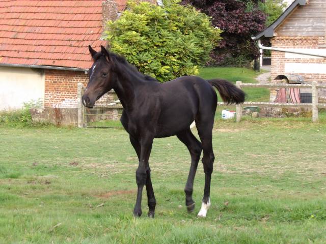 Foal 