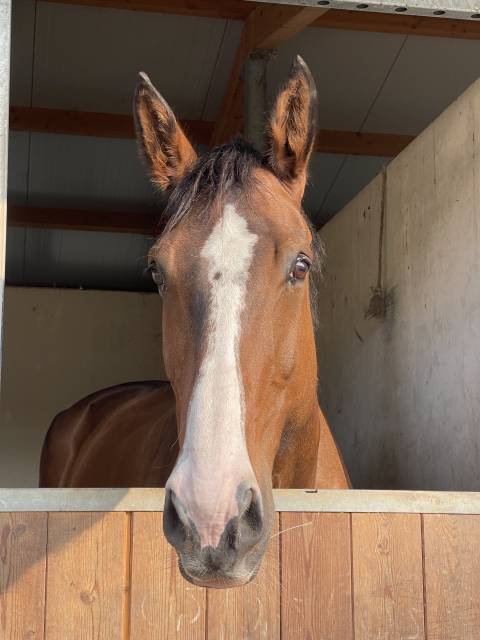 Demi-pension dressage