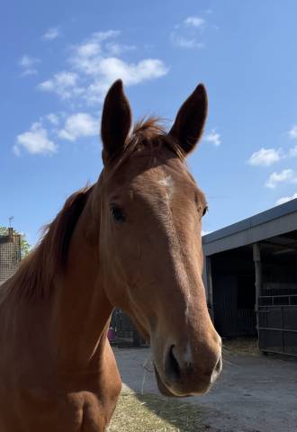 ✨à vendre - jument de 3 ans ✨