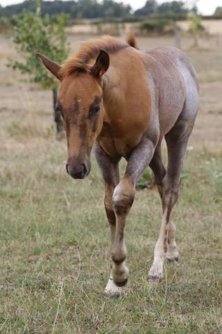 Quarter horse et quarter pony