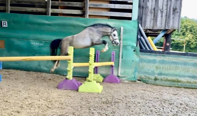Welsh pony pp entier
