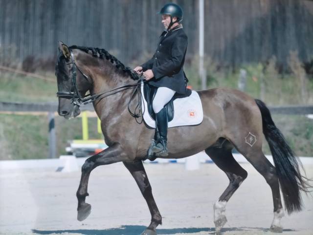 Cheval dressage espagnol 