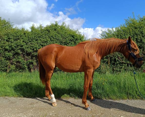 Femelle 2 ans selle francais 