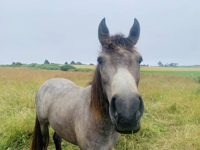Ponette connemara oc