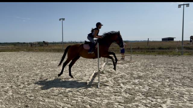 Superbe jument ps de 5 ans