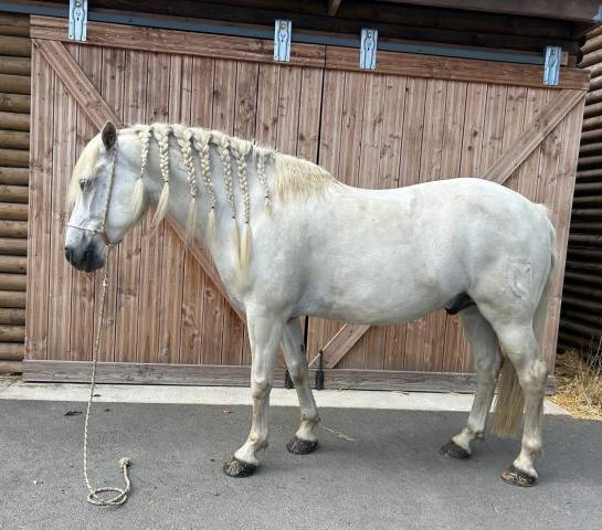 Hongre camargue 11 ans stud book camargue