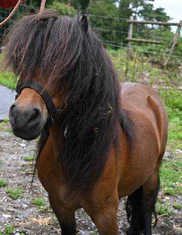Un charmant couple de poneys shetland - 1500.- les deux