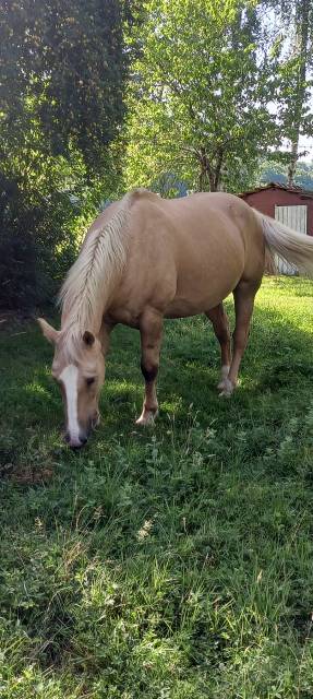 Hongre palomino oc