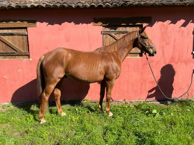 Cheval de sport pour amateur 
