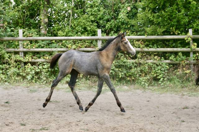 Pouliche irish sport horse (ish) originel