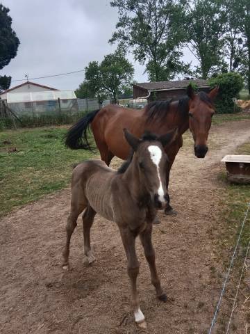 Poulinière suitée tf 