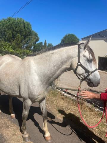 Kansas hongre 5 ans