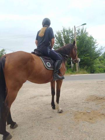Zangersheide 14 ans