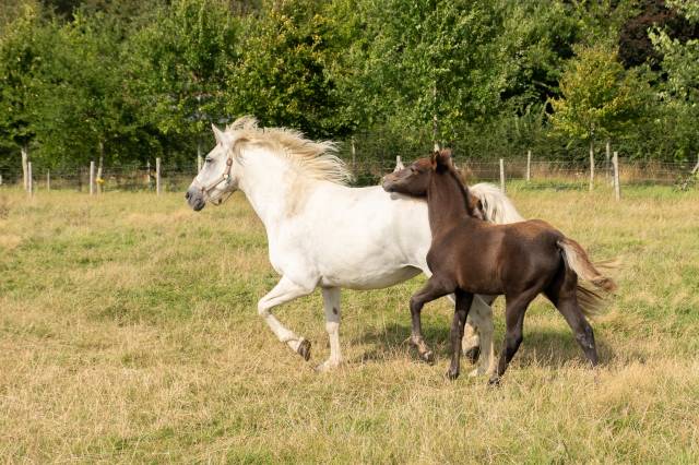 Foal connemara à réserver