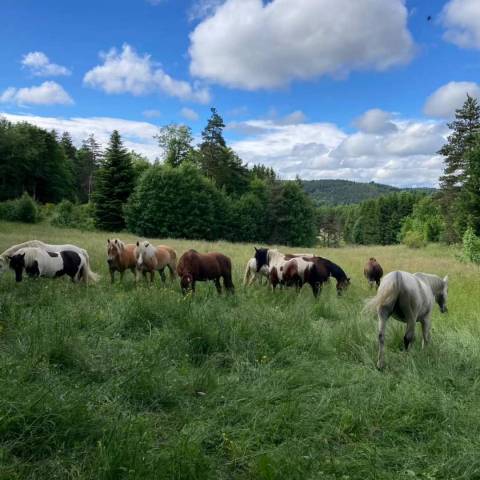 Monitrice d'équitation 35h cdi - débutant(e) accepté(e)