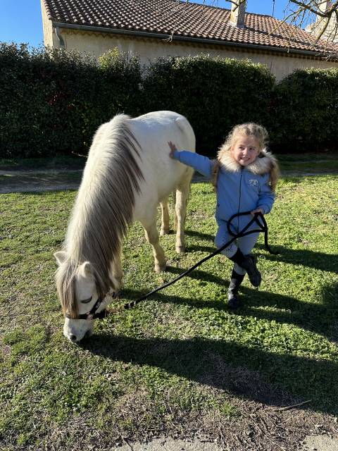 Poney welsh pp