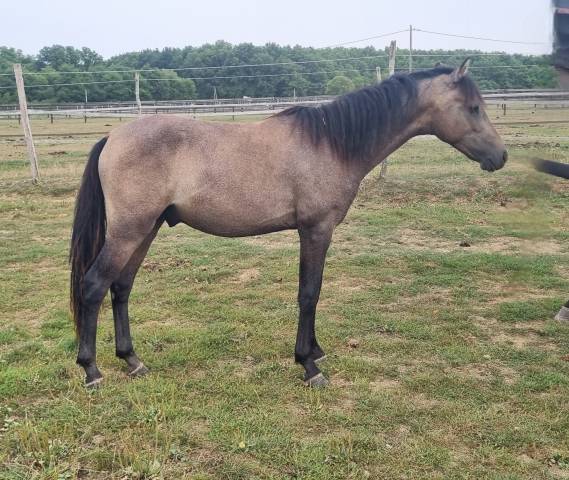 1 an wk par very star kerveyer