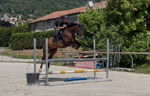 Hongre 5ans bai brun