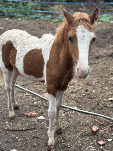 Poulain welsh par bred 