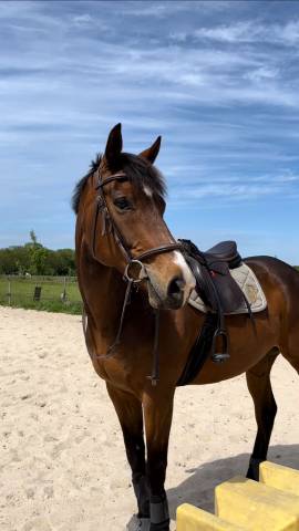 à vendre – cheval pur-sang anglais hongre