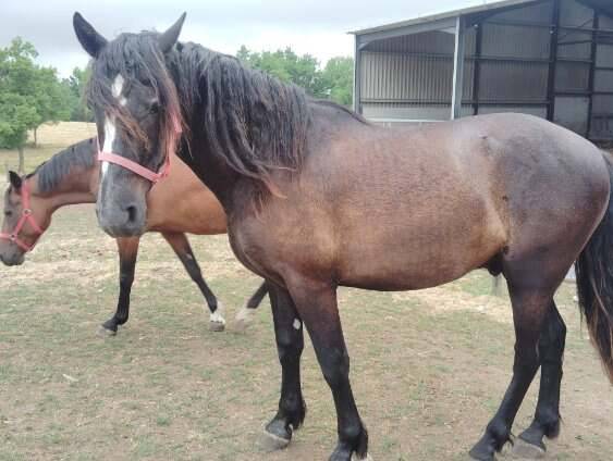 Hongre oc pre x frison