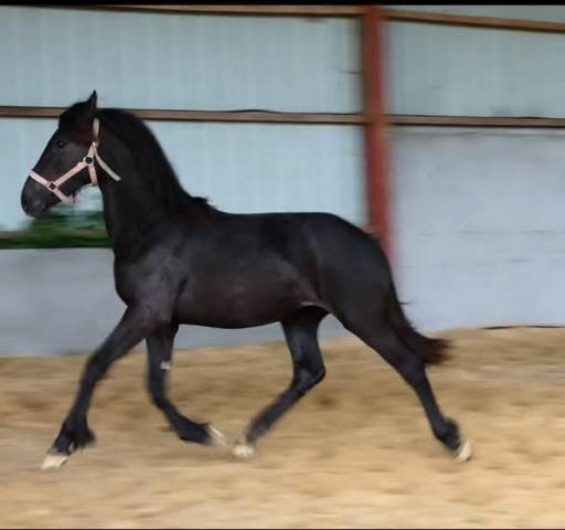 Pouliche oc pre x frison (oc)