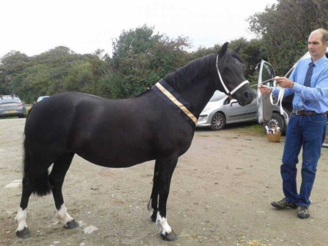 Ponette ou poulinière welsh type cob noire