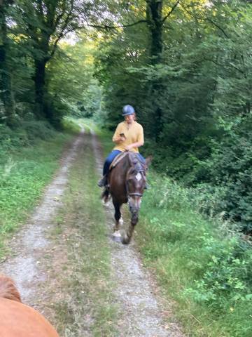 Cheval trait postier breton