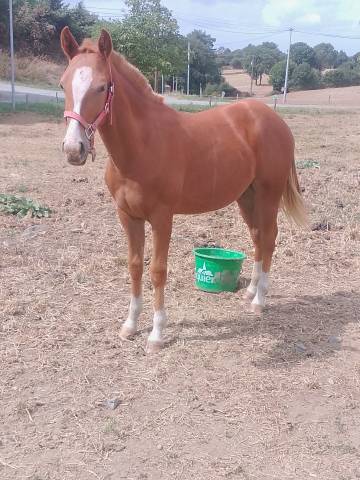 Poulain half quater horse