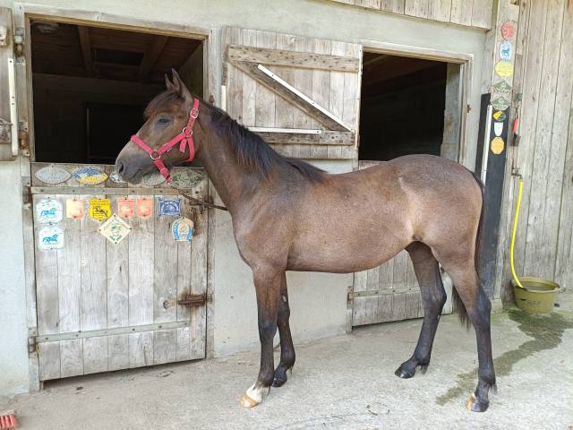 Poney 1 an, pfs, par champagne d'arcus