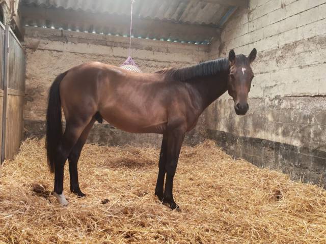 Hongre 2ans à vendre origines dressage