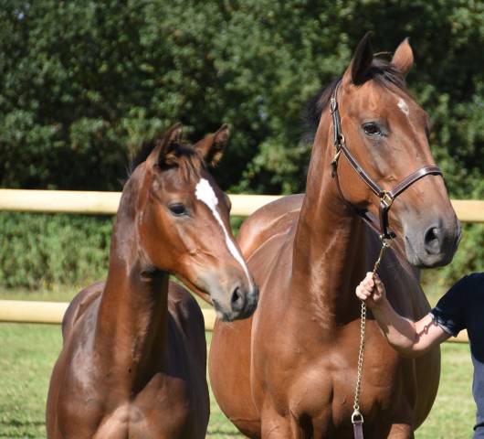 Foal mâle