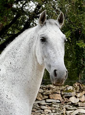 Pure race espagnole pp